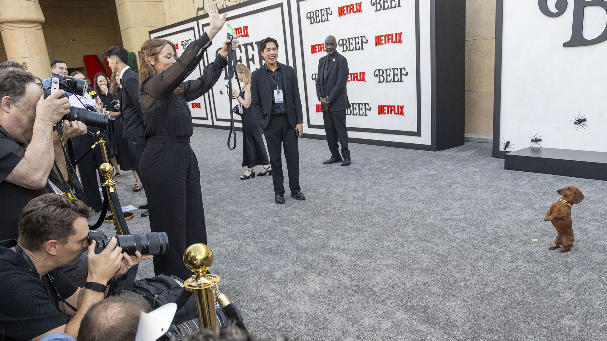 Jones the dachshund poses for photographers during the red carpet premiere event for season two of Netflix's 'Beef' in Los Angeles, USA