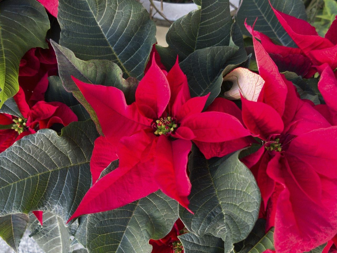 poinsettia cold tolerance