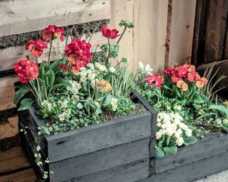 Black wooden planter box with two tiers