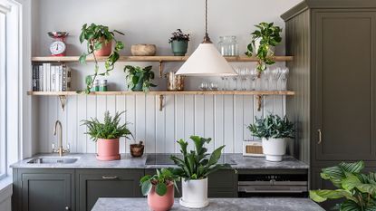 Houseplants from leafenvy.co.uk displayed in a traditional kitchen with tongue and groove