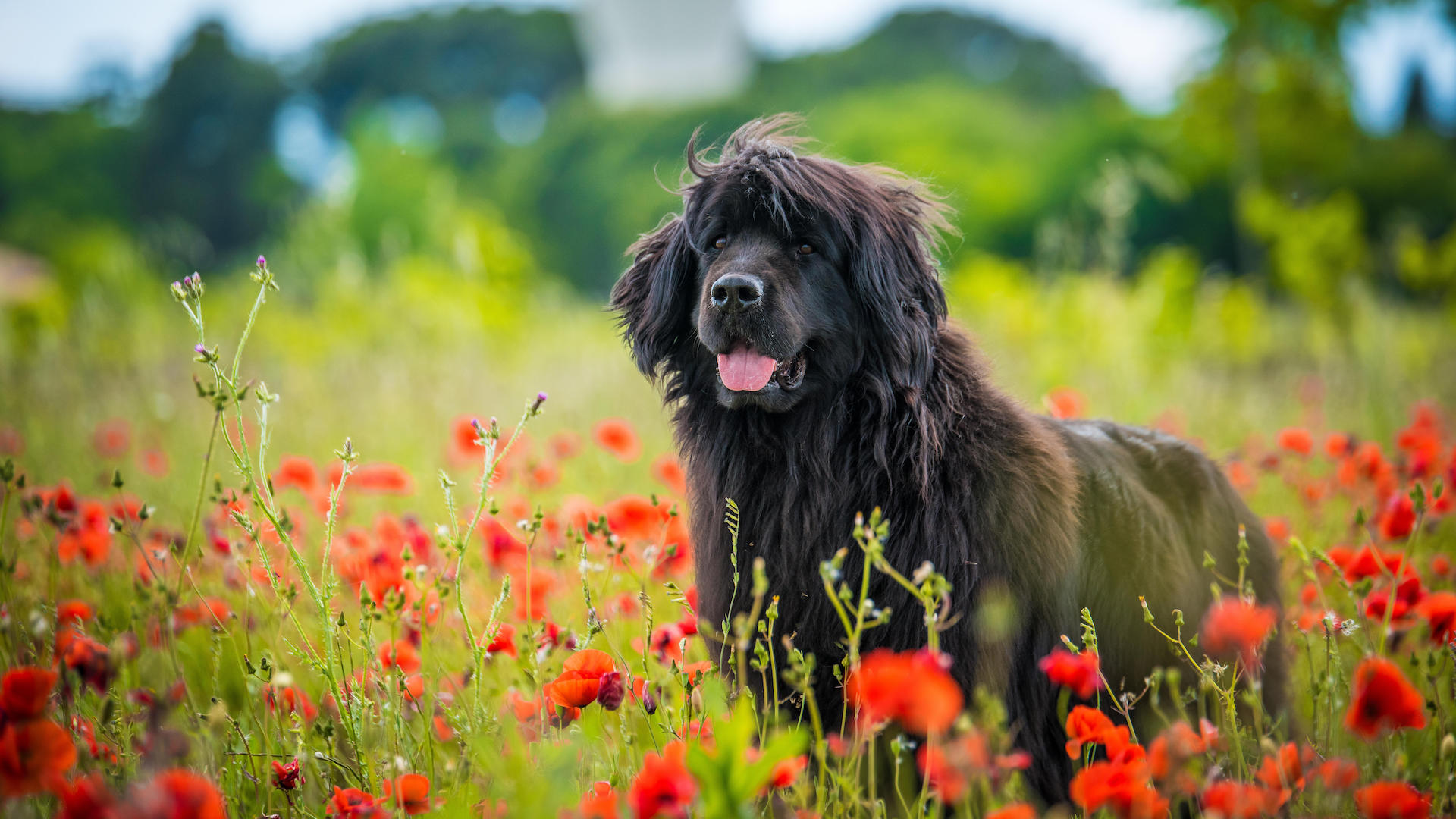 Newfoundland dog in poppy field