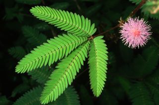 A close-up of a blossoming branch of sensitive plant, a type of mimosa that is a traditional remedy for venereal disease.