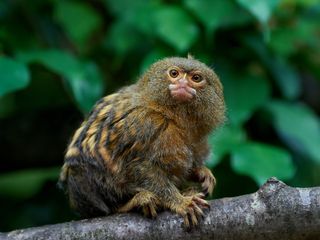 A pygmy marmoset sits on a branch in its habitat.