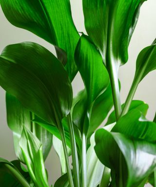 aspidistra (cast iron plant)