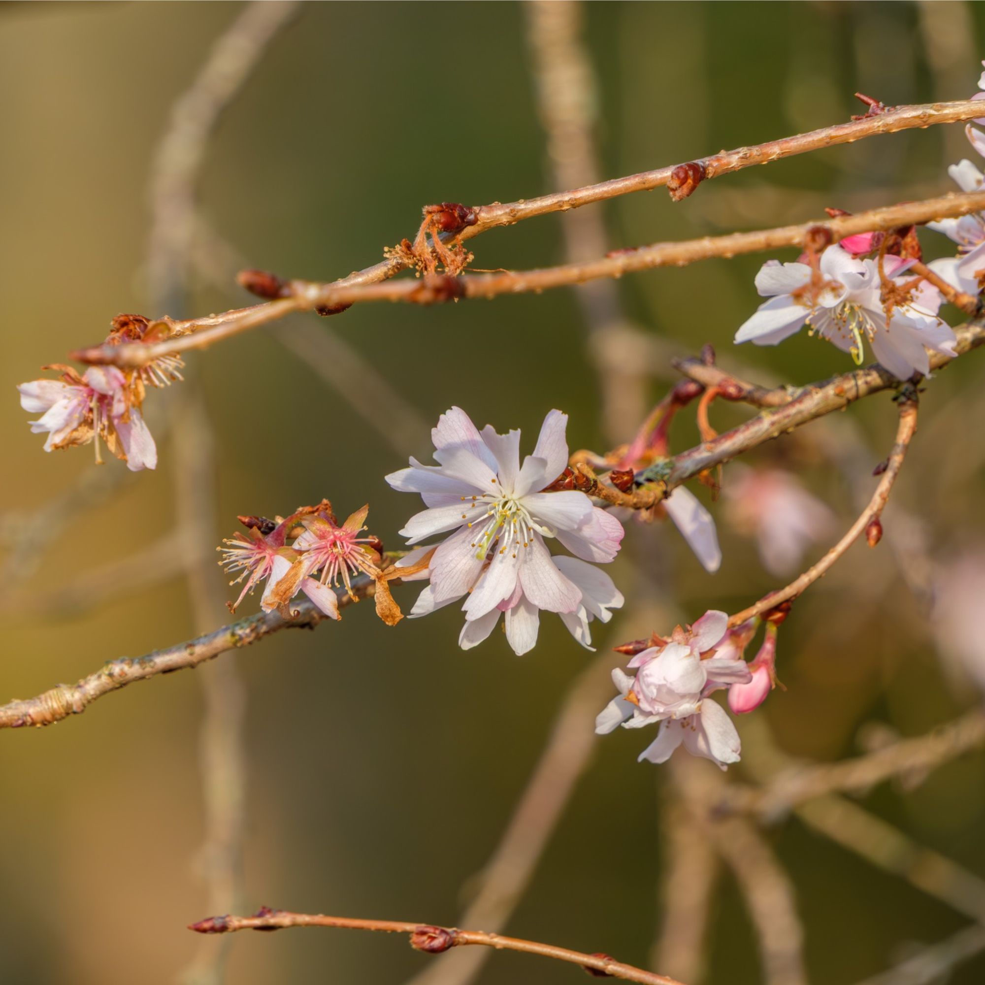 Winter-flowering cherry blossoms