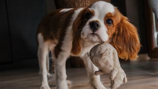 Cavalier King Charles Spaniel