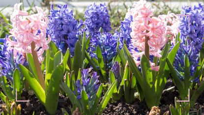 close up image of purple and pink hyacinths in a garden flowerbed to ask what to do with hyacinths after flowering