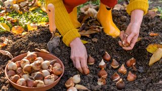 person planting spring bulbs in ground in autumn