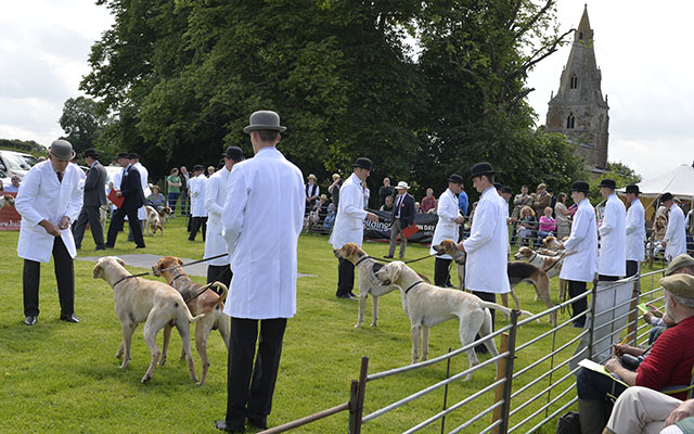 Blaston church forms a great backdrop for the hound show which grows in popularity each year