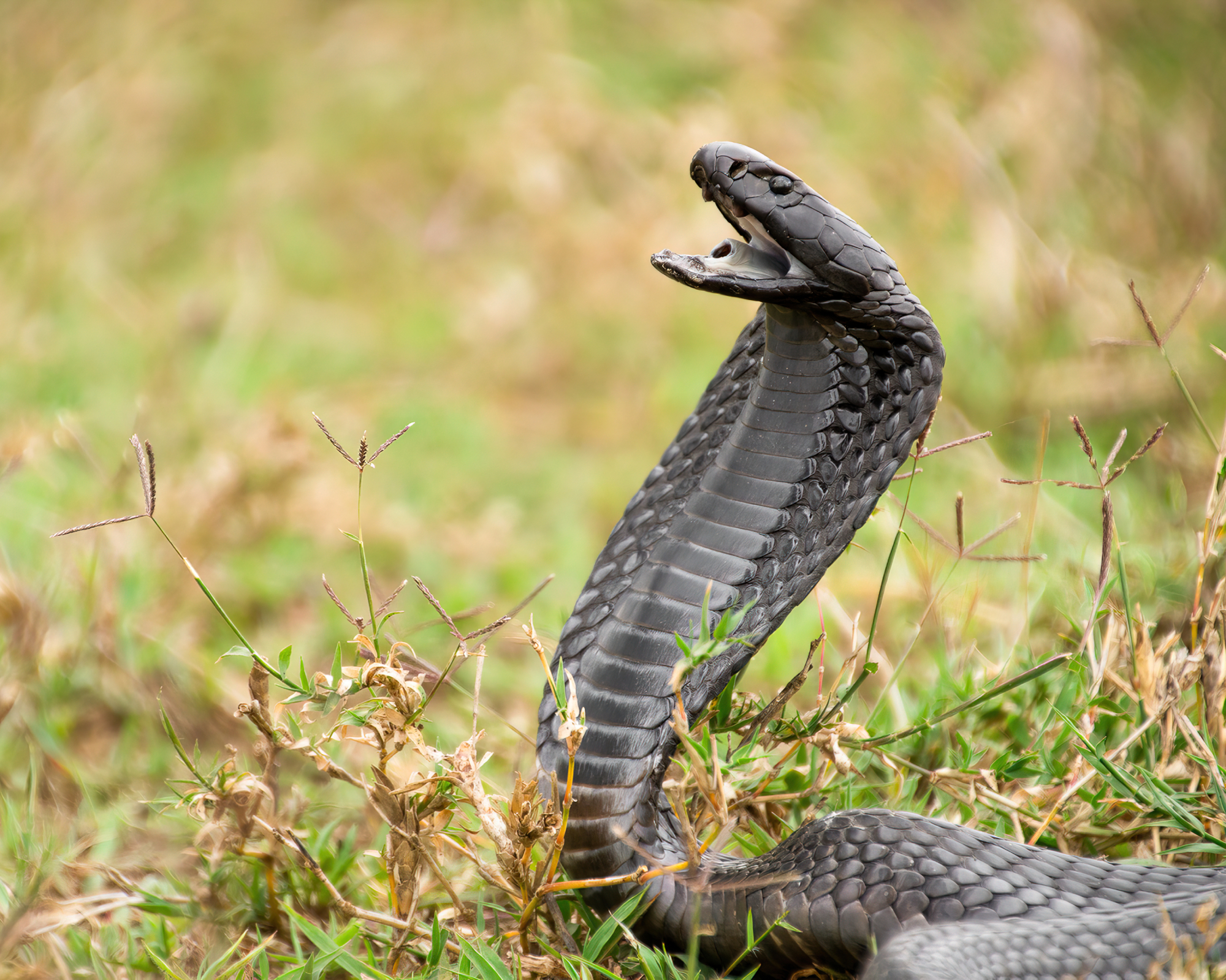 Rubber toy snake in grass to deter squirrels