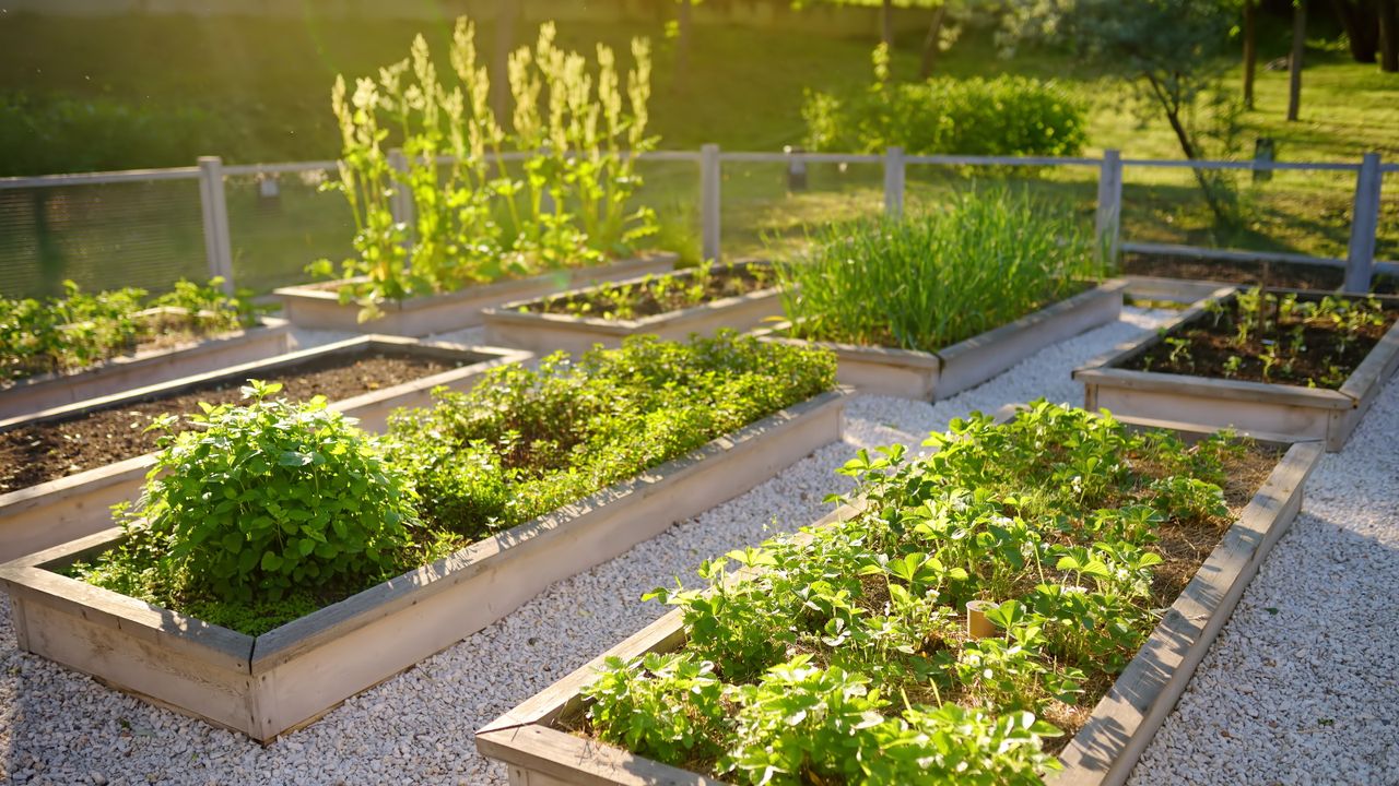 Raised beds with produce 