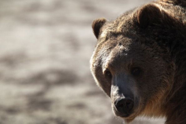 A grizzly bear.