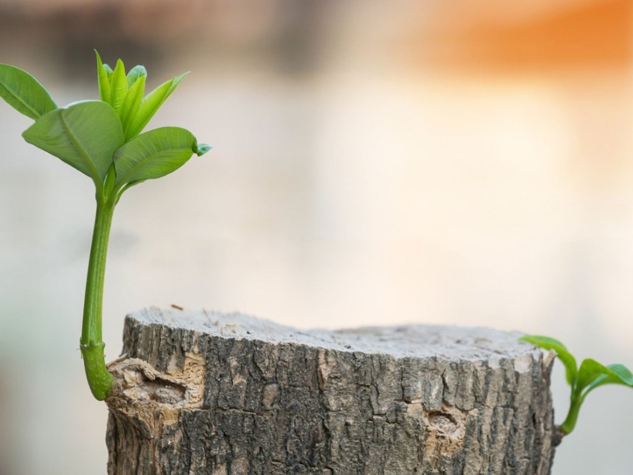 Tree Regrowing From A Stump