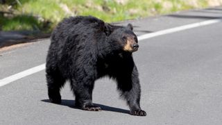 Black bear walking across road at Yellowstone National Park