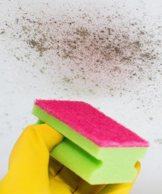 Close Up Of Hand Cleaning Mould From Ceiling