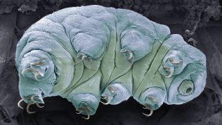 a microscopic image of a blueish tardigrade on its side