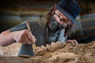 fossil mastodon skull being cleaned