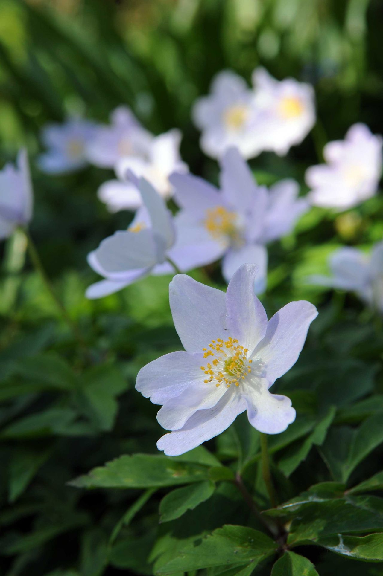 Best plants under trees: 10 lovely varieties that will thrive ...