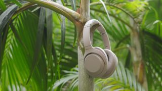 Ett par beige Sony WH-1000XM4 hänger på en gren i ett tropiskt träd.