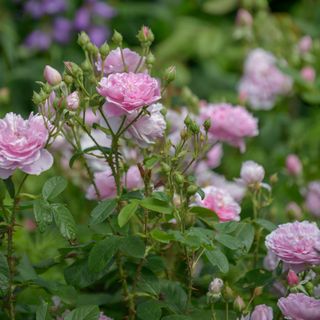 Pink roses growing in the garden