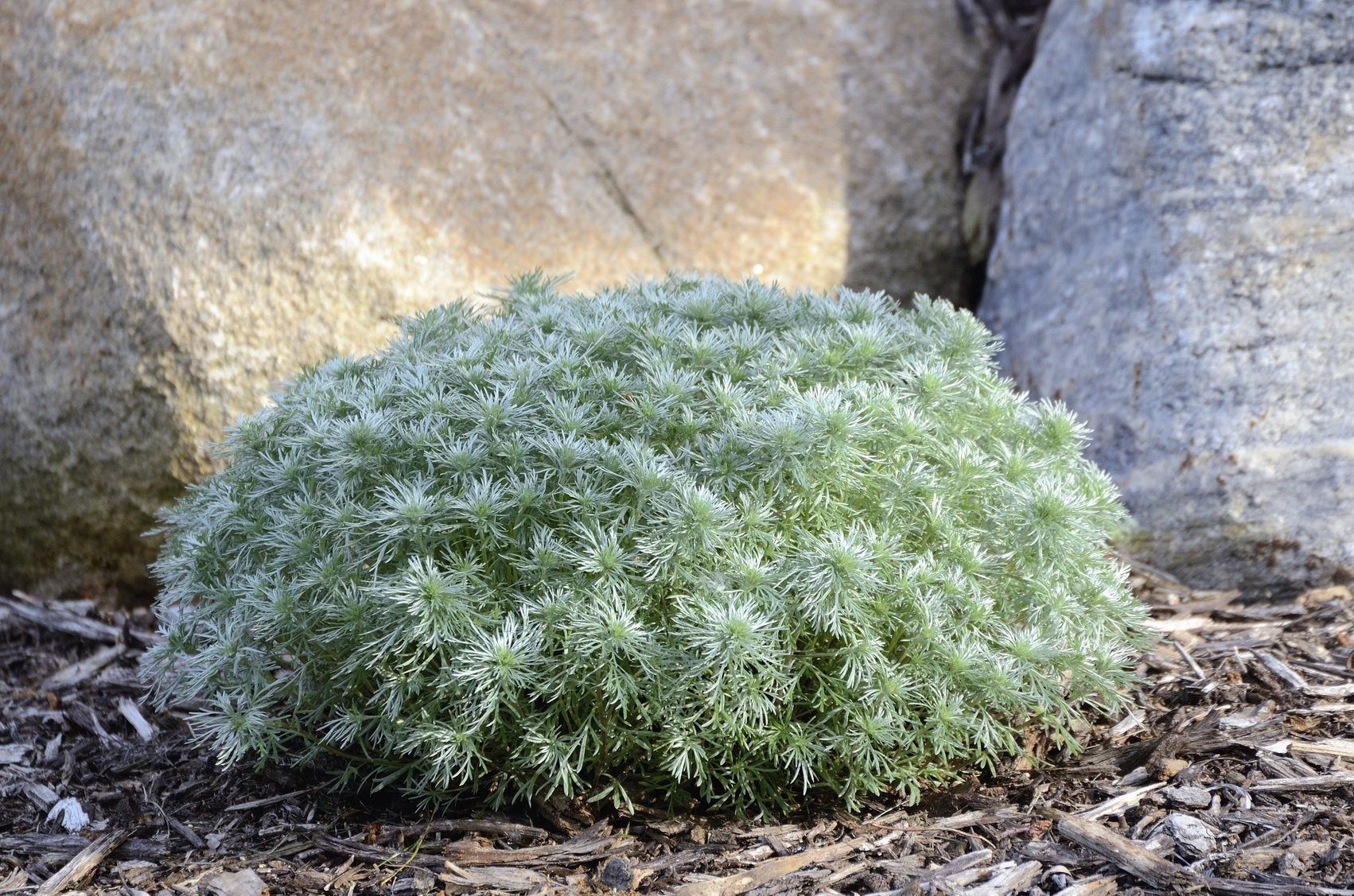 Protecting Artemisia In Winter - Winter Care For Artemisia In The