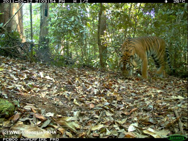 Sumatran tiger camera trap photo