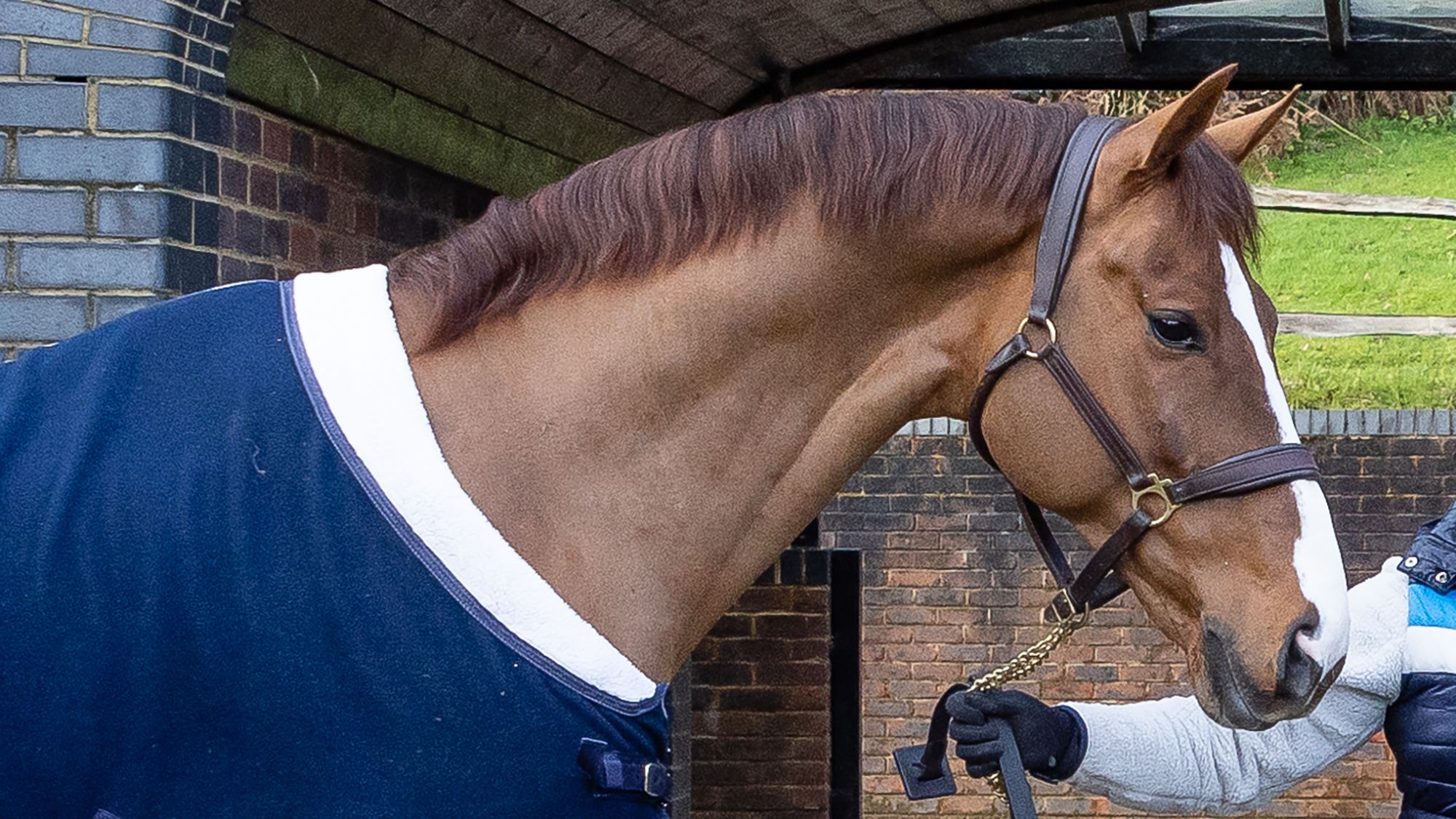Rio Olympic horse’s clone wins with new rider: ‘There’s a bit of dynasty’