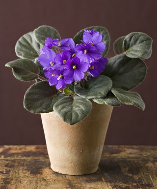 African violet plant