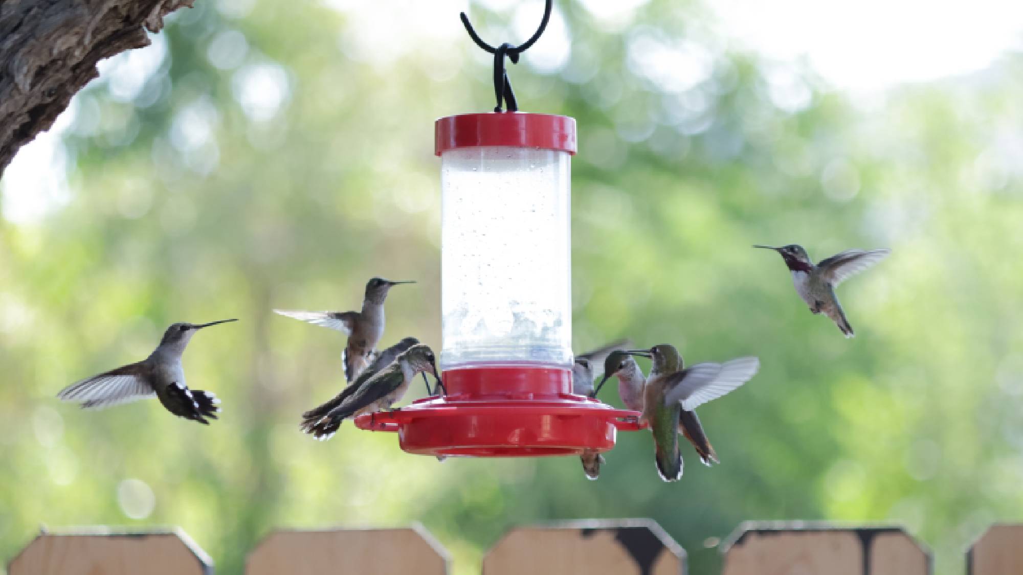 Hummingbirds at feeder