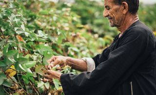 The cotton is grown in a clutch of around 20 independent farms clustered around the Nile Delta