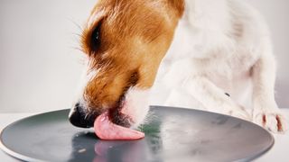terrier licking plate