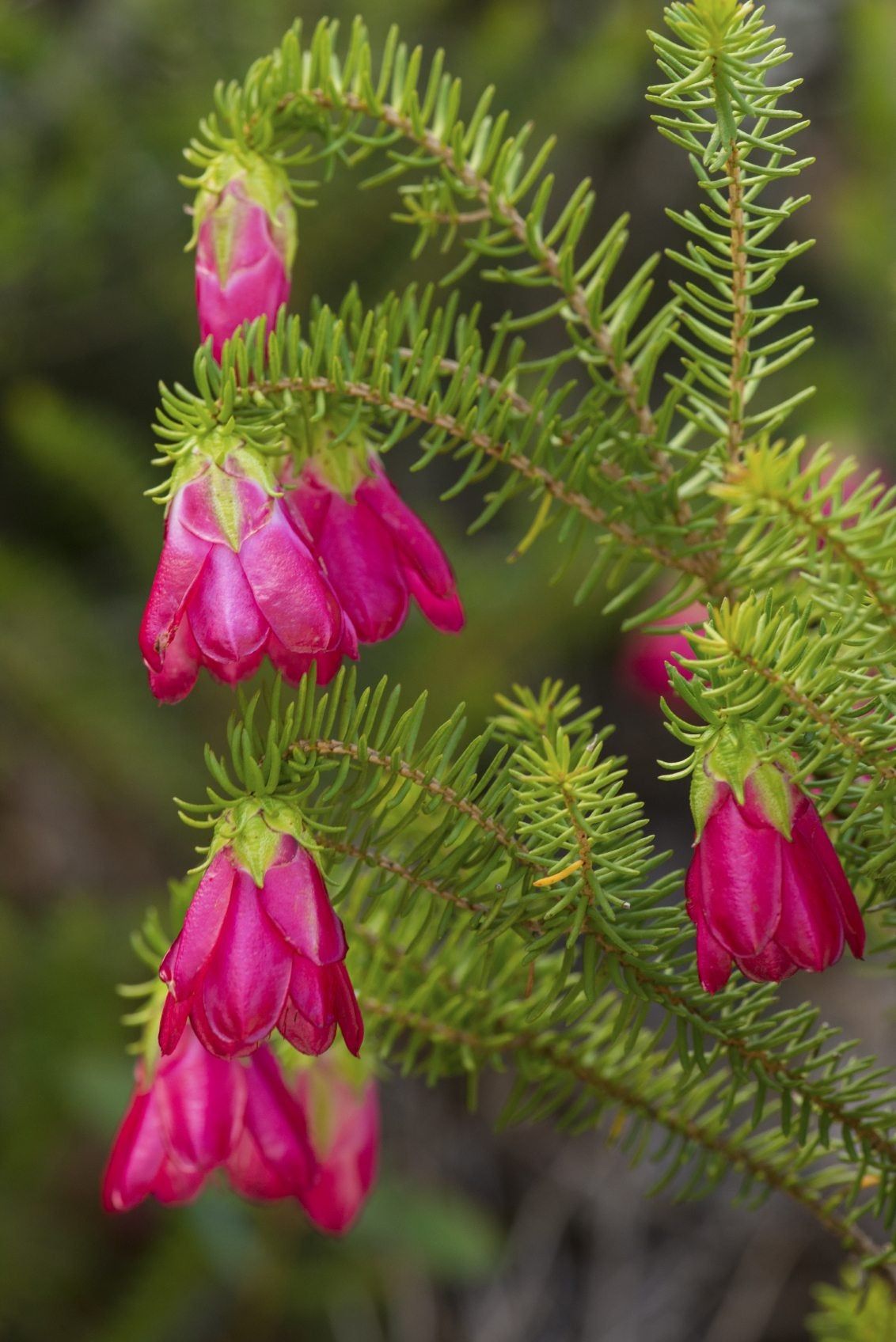 Darwinia Plant With Pink Flowers