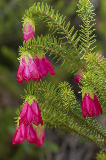 Darwinia Plant With Pink Flowers