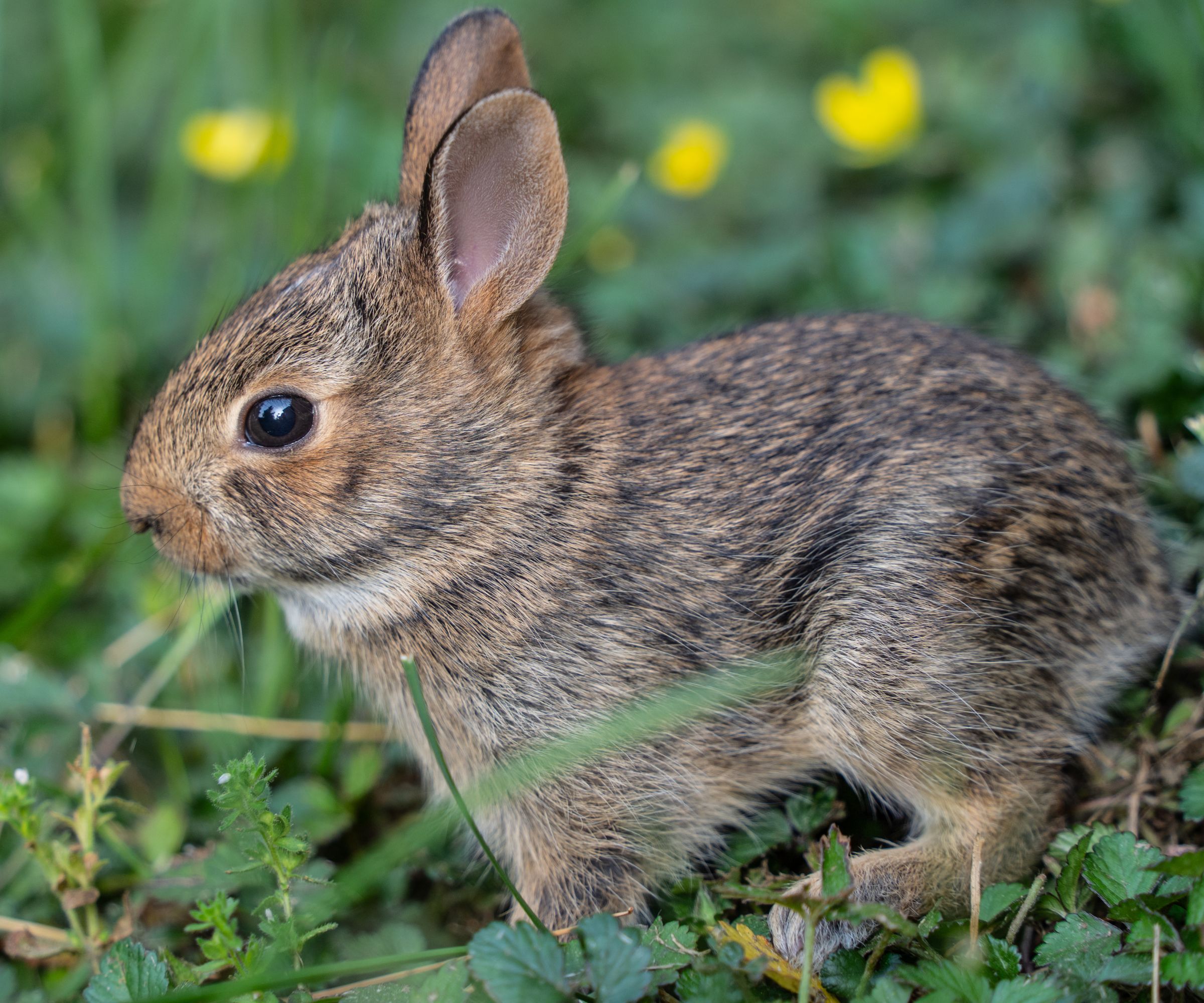 Close-up of cute little Eastern Cottontail baby bunny (Sylvilagus floridanus) as he peaks out of its nest