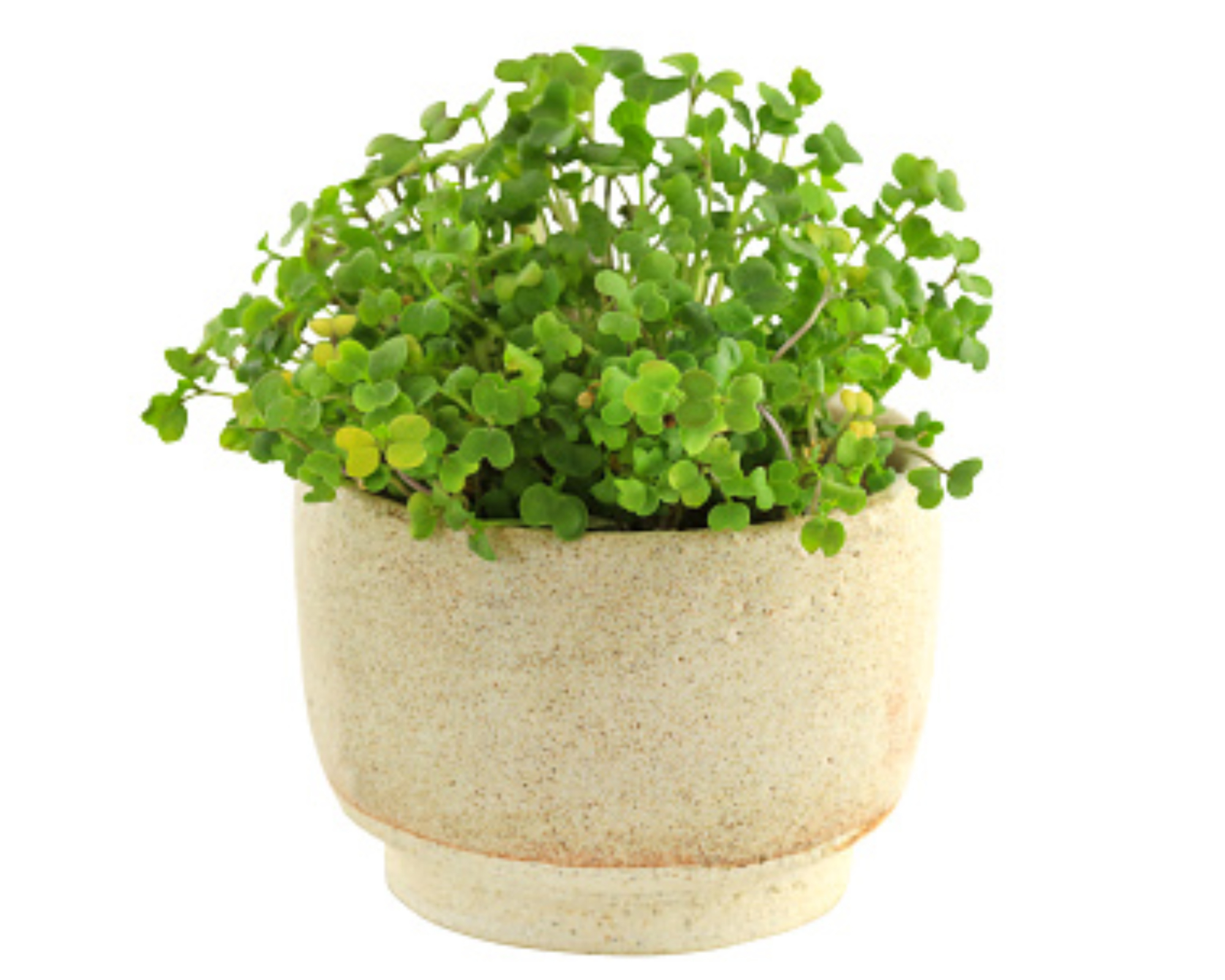 grow broccoli microgreens