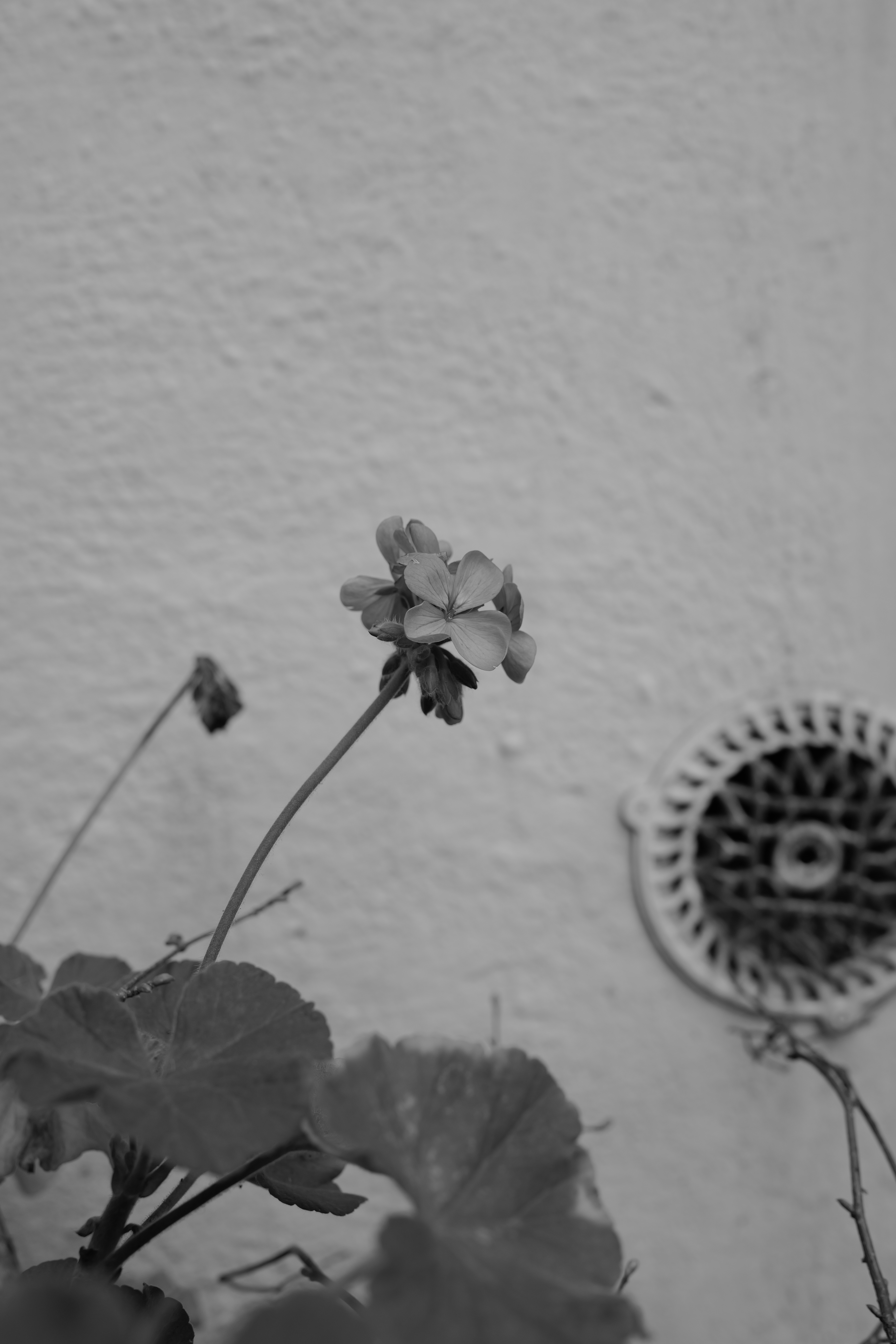 A photo taken on a Leica Q3 Monochrom black-and-white camera