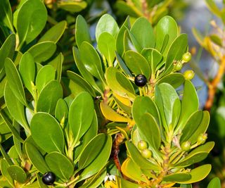 inkberry holly with ripening berries