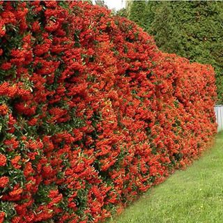 Pyracantha Red Column Garden Plant