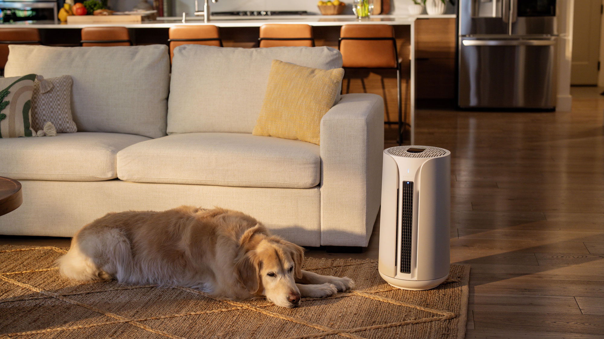 Golden retriever lying on wooden floor with fan