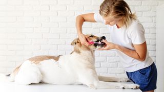 Dog getting its teeth brushed