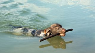German shorthaired pointer retrieving stick in water
