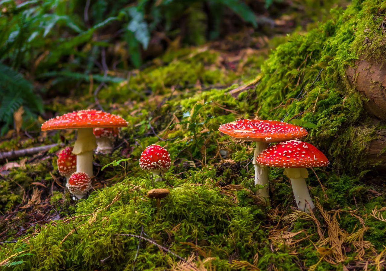 Fly agaric mushrooms