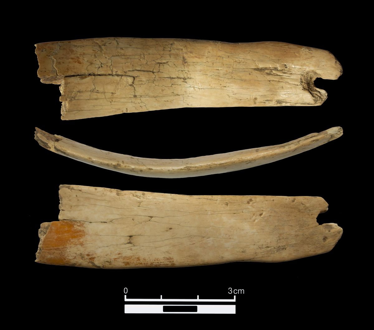 The largest fragment of an ivory tiara that was found in the Denisova Cave this summer is depicted from three separate angles.