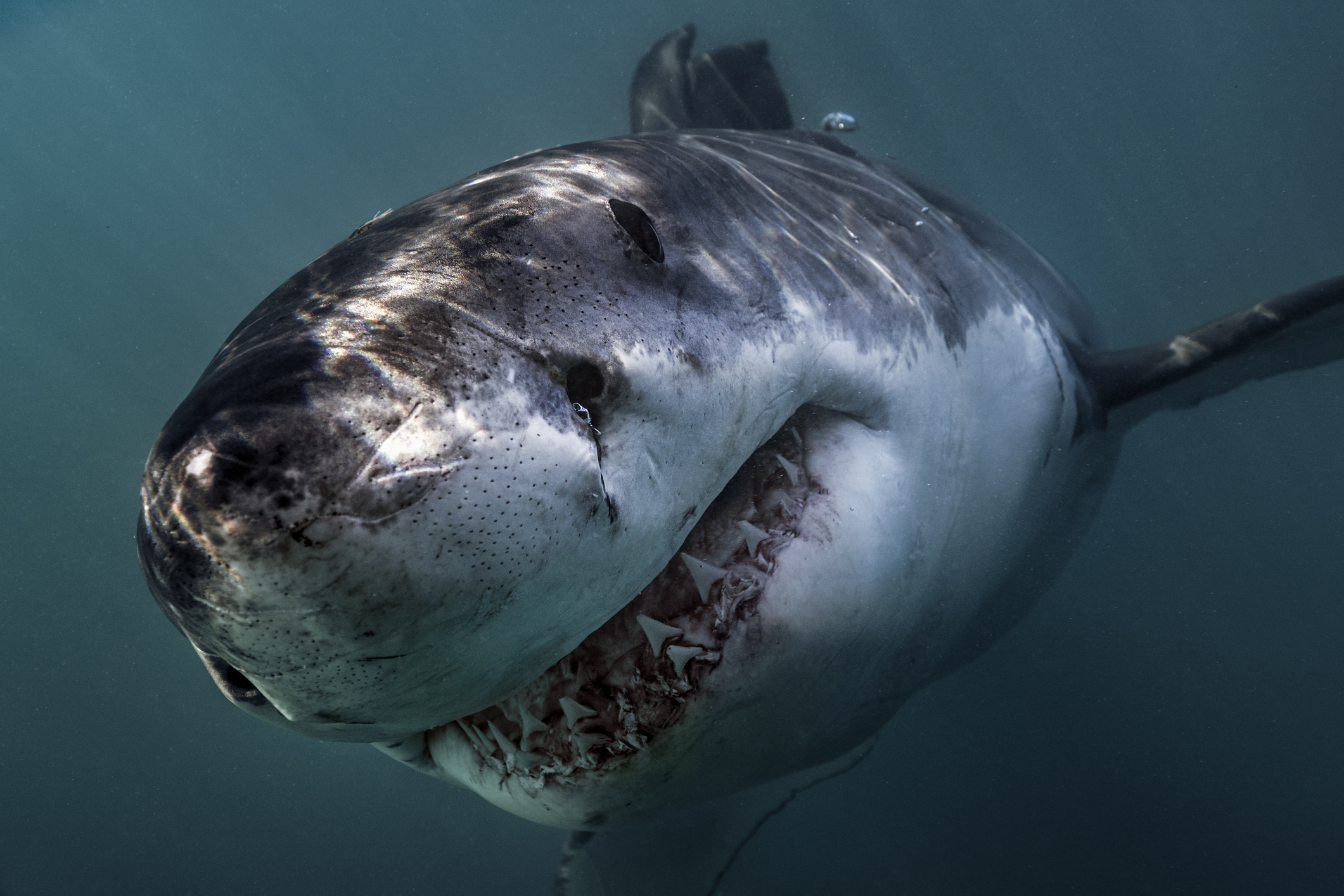 Great White Shark (Carcharodon Carcharias) swimming directly at camera, Gansbaai, South Africa.
