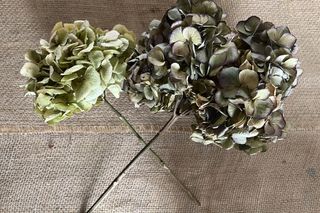 Dried hydrangea blooms