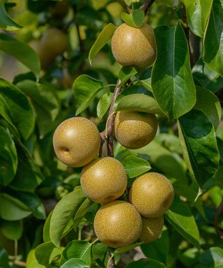 Shinseiki Asian pear, Asian pear, Nashi Pear (Pyrus pyrifolia 'Hosui', Pyrus pyrifolia Hosui