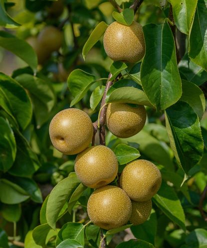 Best fruit trees: 24 varieties for tasty homegrown crops | Gardeningetc