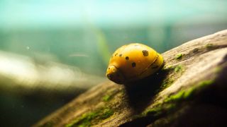 Freshwater Snail