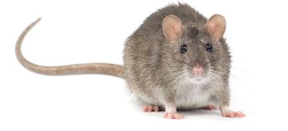 Rat