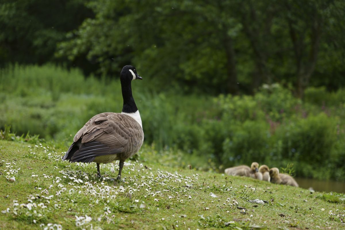 Panasonic Lumix S1 II sample gallery: a goose by a river bank